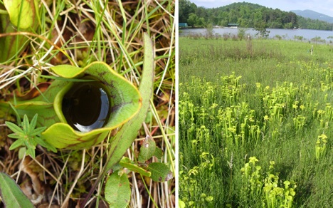 pitcher-plant