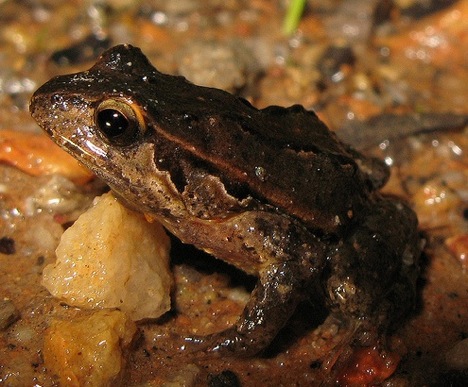 quacking-frog
