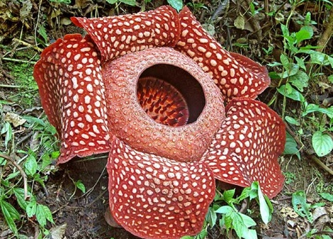 rafflesia
