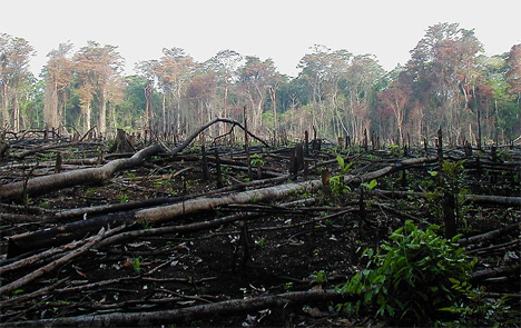 rainforest