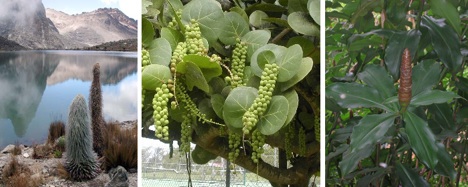 strange-plants