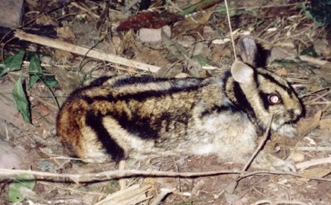 striped-rabbit