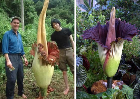 titan-arum