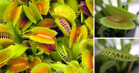 venus-fly-trap