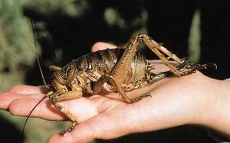 weta