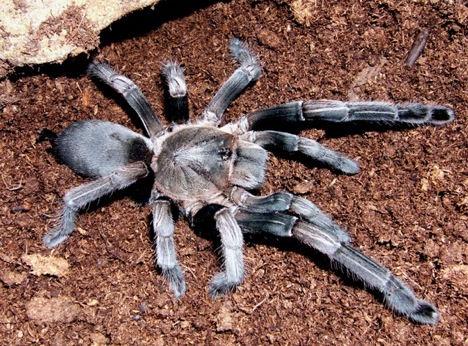 whistling-spider