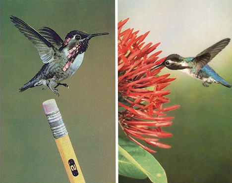 bee-hummingbird