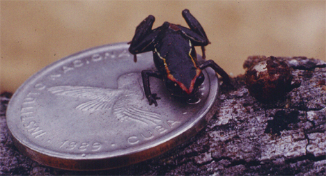 monte-iberia-eleuth-frog