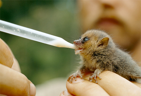 mouse-lemur