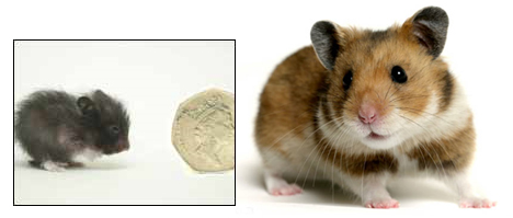 peewee-hamster