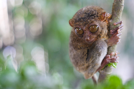 philippine-tarsier