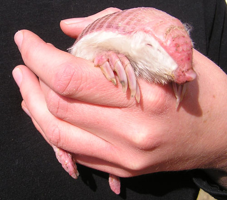 pink-fairy-armadillo