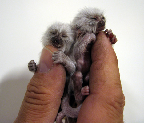 pygmy-maroset