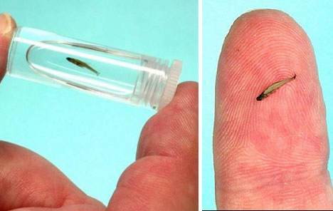 smallest-fish