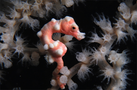 smallest-seahorse