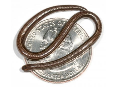smallest-snake