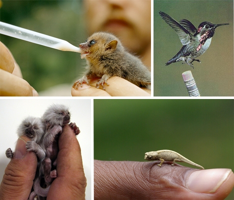 tiny-animals-main