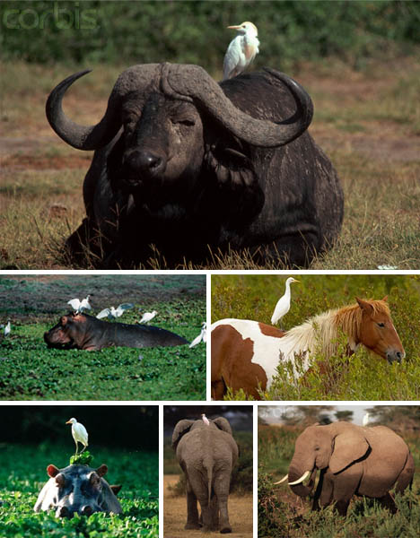 egrets-mammals-birds-symbiosis