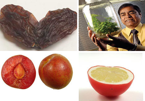 montagefruitvegg-copy
