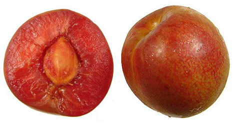 pluot