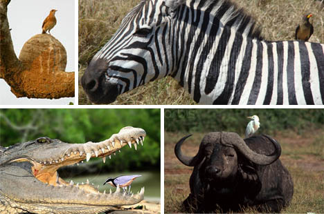 symbiotic-birds-of-the-world