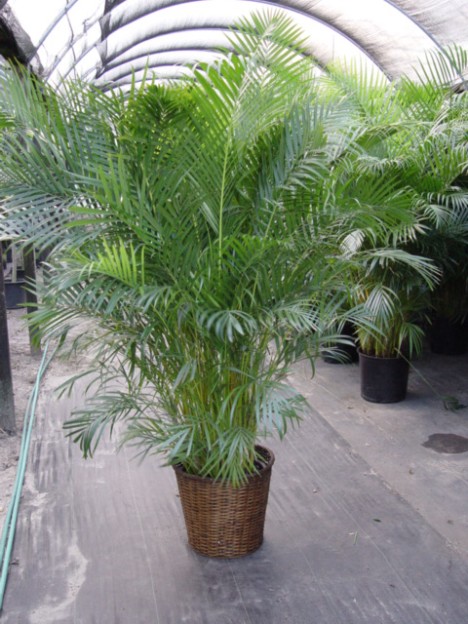 areca-palm-468-x-6241