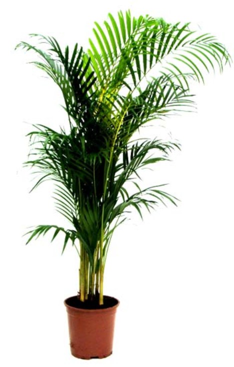 arecapalm2-468-x-7331