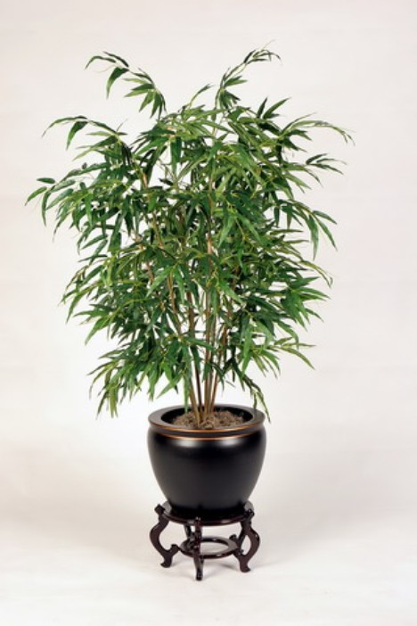bamboopalm-468-x-702