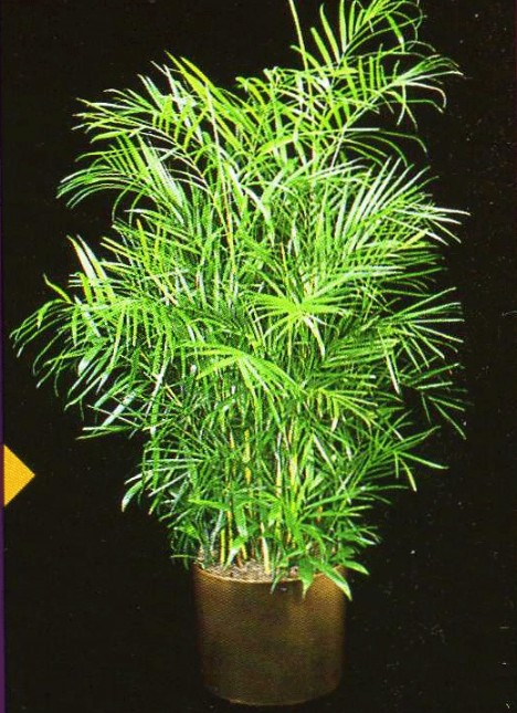 bamboopalm2-468-x-645