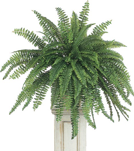 bostonfern1-468-x-525