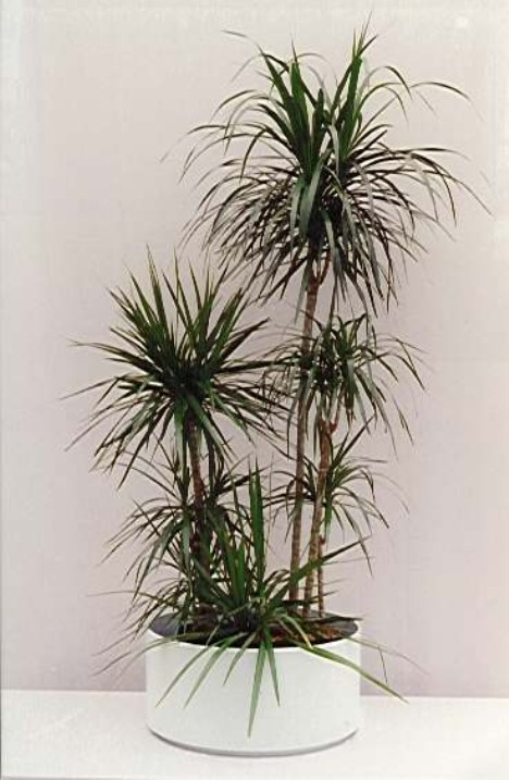 dracaena-468-x-717