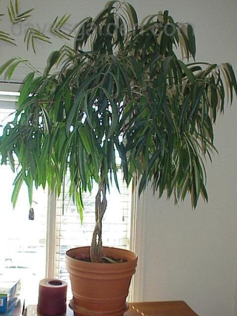 ficusalii2-468-x-624