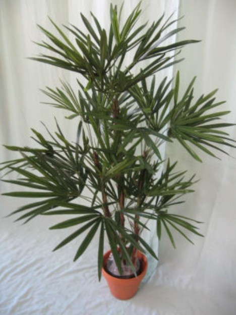 lady_palm_tree-468-x-6242