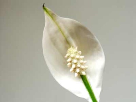 peace_lilly1-468-x-351