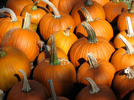 pumpkins2