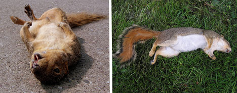 roadkill