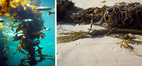 seaweed