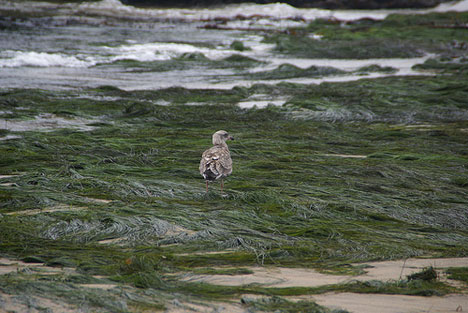 seaweed2
