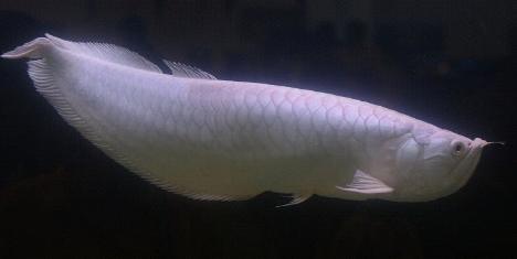 arowana