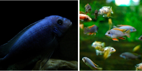 cichlids