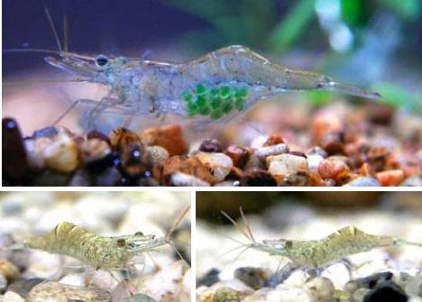 ghost-shrimp