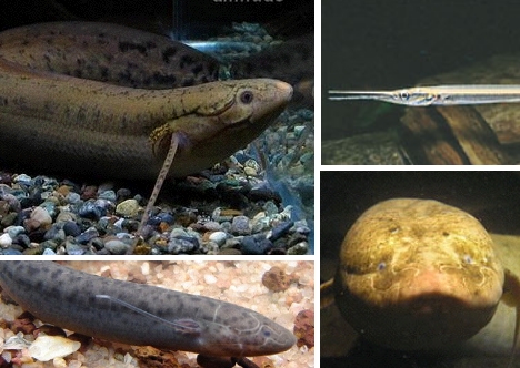 lungfish-gar