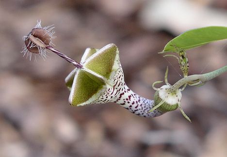 ceropegia-flower