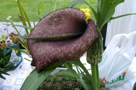 dead-horse-arum-lily