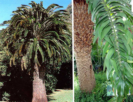 encephalartos-woodii