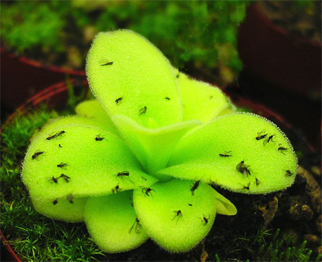flypaper-plant