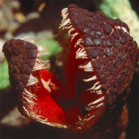 hydnora-africana