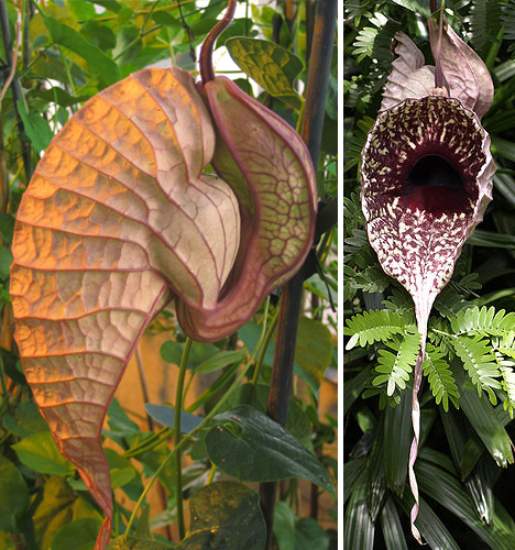 pelican-flower
