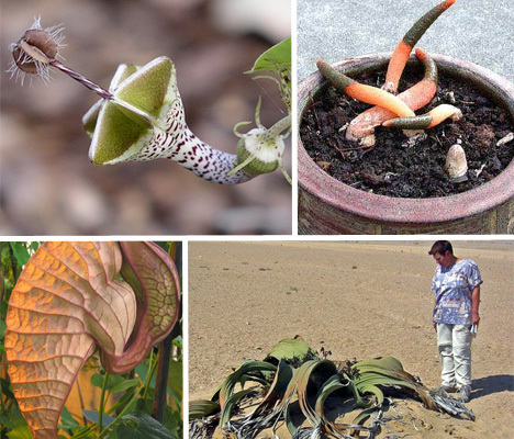 rare-and-amazing-plants-main