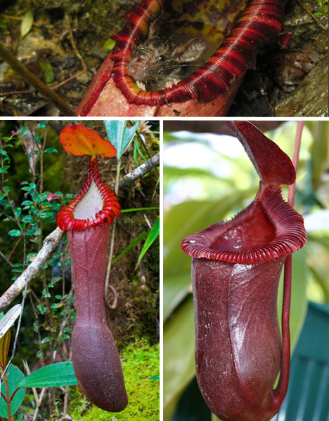 rat-eating-pitcher-plant
